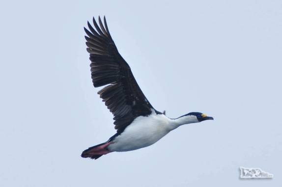 Um belíssimo Rock Shag na região de Shag Rocks, entre Falkland e Geórgia do Sul